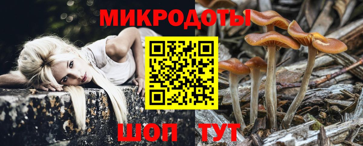 Псилоцибиновые грибы Psilocybe Ковров